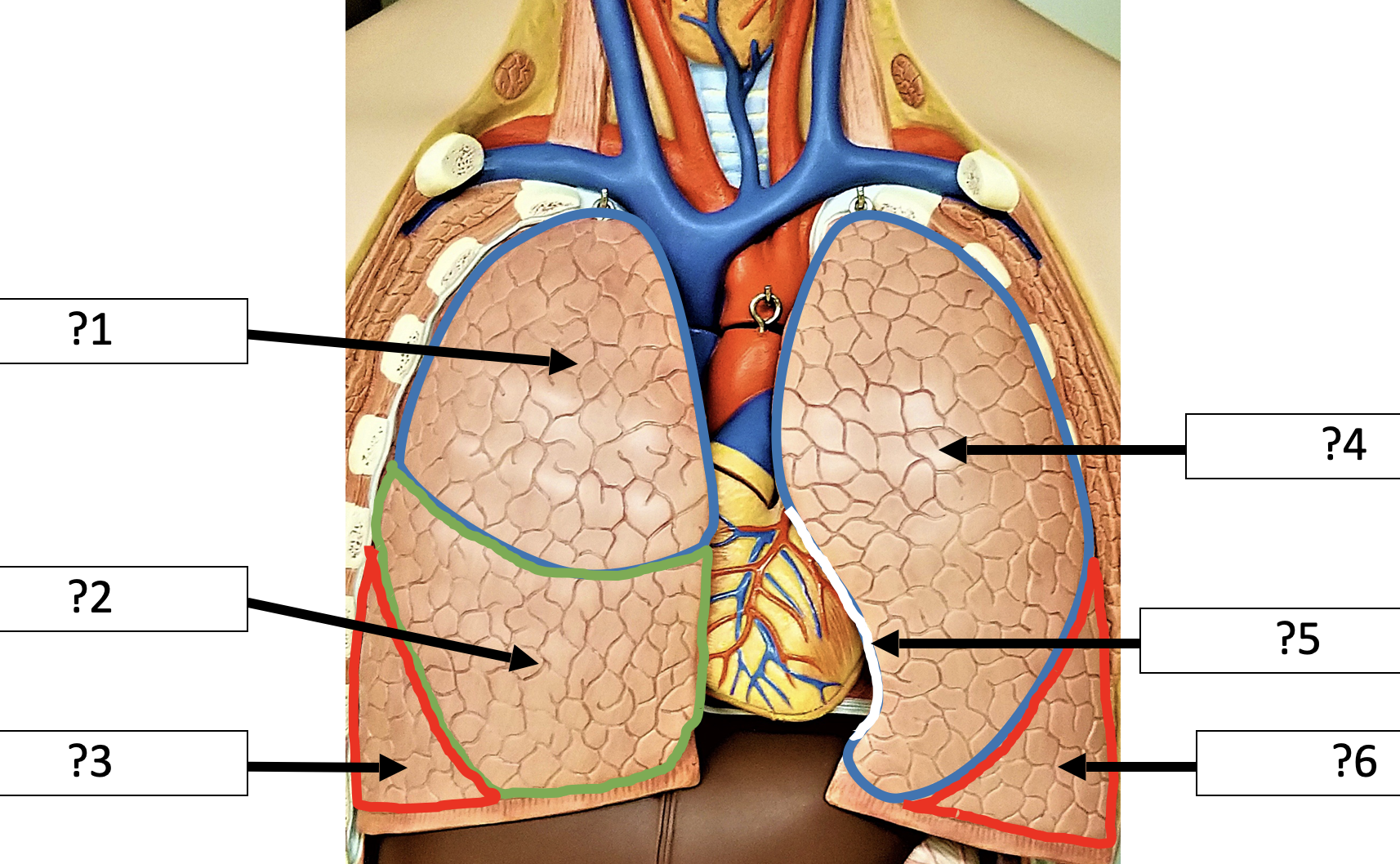 <p>6 Name the lobe?</p>
