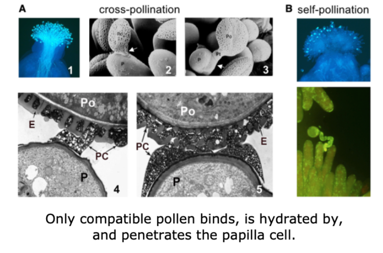 <p>In B we can see that the pollen fails to germinate, so no pollen tube progression through the style.</p>