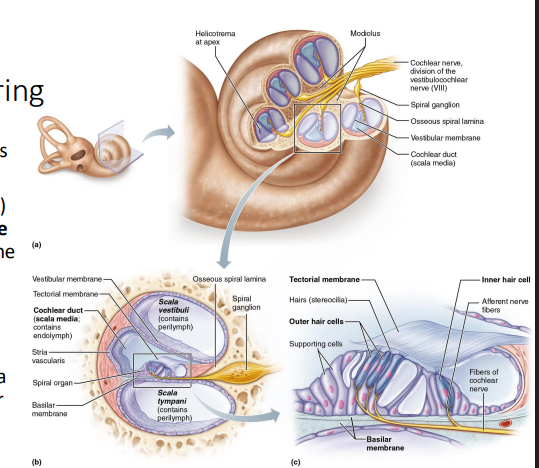 <ul><li><p>Spiral organ (organ of corti) is within cochlear duct</p></li><li><p>hair cells (auditory receptors) rest on basilar membrane and project stereocilia into tectorial membrane </p></li><li><p>movement of basilar membrane bends the stereocilia, depolarizing hair cell membrane, starting nerve impulse in the cochlear nerve </p></li></ul><p></p>