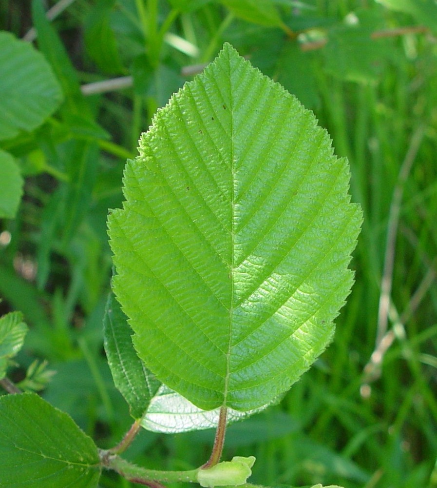 <p>Whos leaf is this?</p>