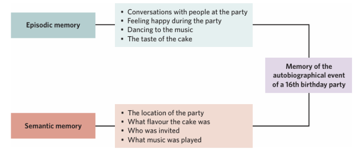 <p><span style="background-color: inherit; line-height: 20.7px; color: windowtext;">autobiographical events involve an <u>overlap of episodic and semantic memory</u></span></p>