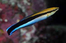 <p>Labroides dimidiatus</p>