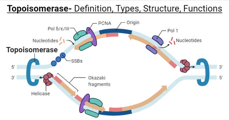 <p>relieves additional coiling ahead of replication forks </p>