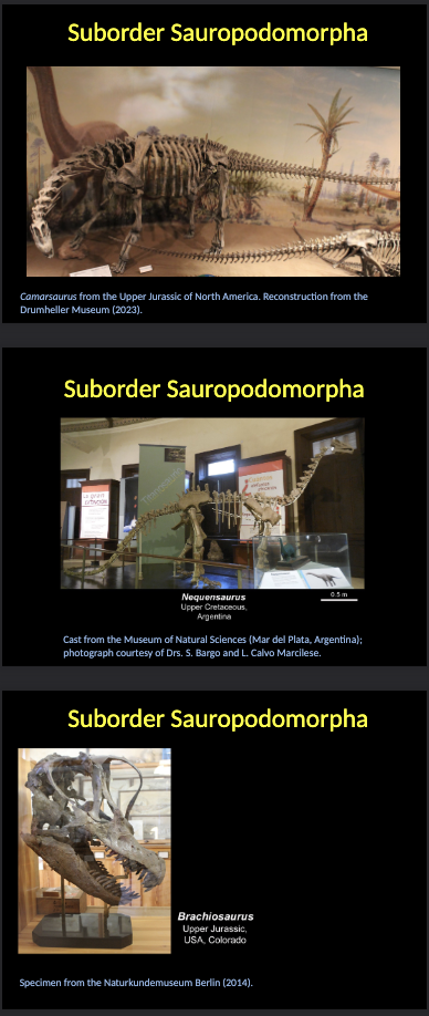<p><span style="color: rgb(255, 255, 255);">Suborder Sauropodomorpha</span></p><ul><li><p><span style="color: rgb(255, 255, 255);">Massive QUADRUPEDAL reptiles, some weighting over 50 tons.</span></p></li><li><p><span style="color: rgb(255, 255, 255);">VEGETARIANS, but some of the earlier representatives were OMNIVORES.</span></p></li><li><p><span style="color: rgb(255, 255, 255);">Stratigraphical range: UPPER TRIASSIC  – CRETACEOUS.</span></p></li></ul><p></p>