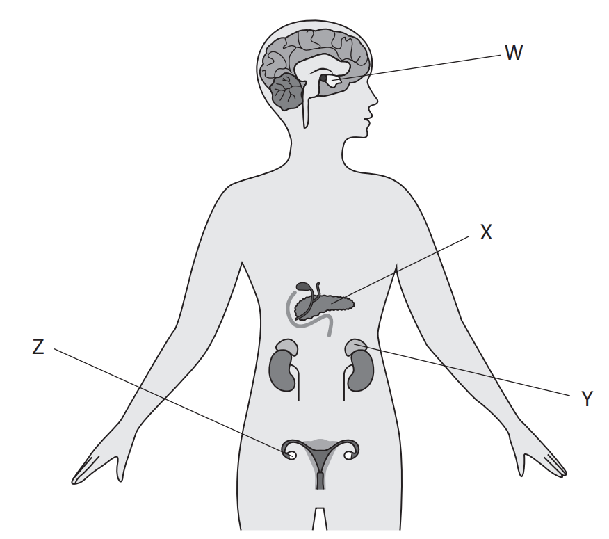 <ul><li><p>M1 W = pituitary (FSH, LH and ADH)</p></li><li><p>M2 X = pancreas (insulin and glucagon)</p></li><li><p>M3 Y = adrenal gland (adrenaline)</p></li><li><p>M4 Z = ovary (oestrogen and progesterone)</p></li></ul><p></p>