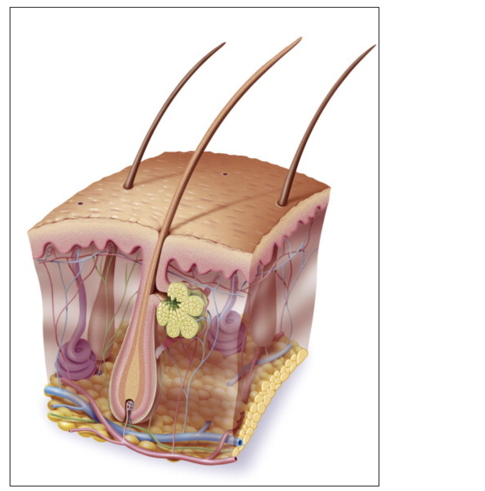 <p>Sebaceous gland</p>