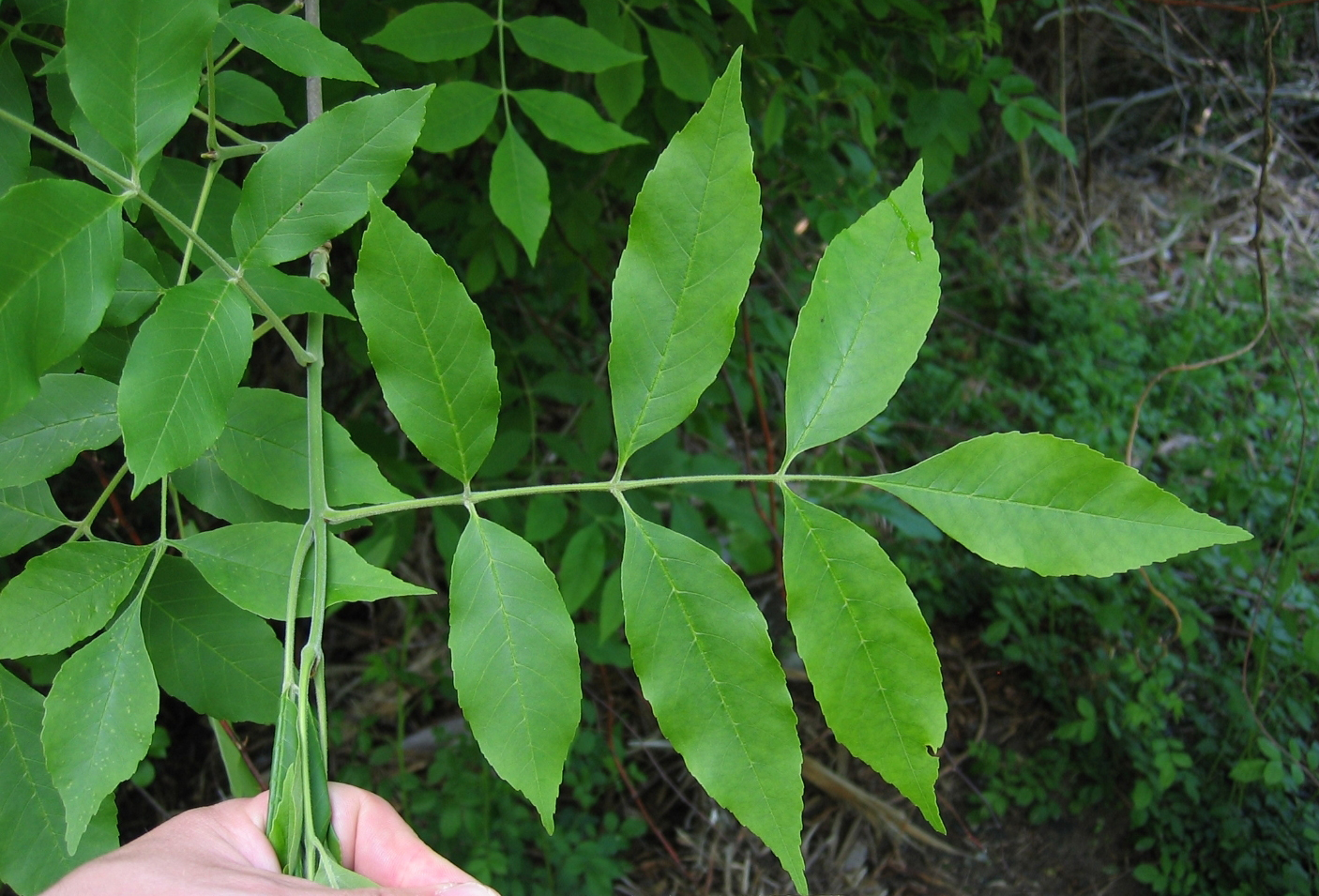 <p>A Green Ash Tree (Opposite (on branch), pinnately compound (picture) leaf-7 to 9 leaflets, margins slightly serrate, thinner than White Ash, bark similar to White Ash; best way to tell the difference is based off of the leaves)</p>