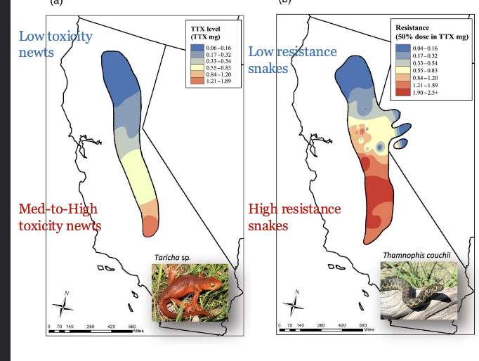 <p><span style="color: rgb(255, 255, 255);">Predator-prey Co-evolution: Toxins and resistance</span></p><ul><li><p><span style="color: rgb(255, 255, 255);">Newt toxicity and snake resistance both vary across the landscape</span></p></li><li><p><span style="color: rgb(255, 255, 255);">These traits TRACK each other geographically (high - high, low - low)</span></p></li><li><p><span style="color: rgb(255, 255, 255);">Suggests a LINKED evolutionary relationship across populations</span></p></li></ul><p></p>