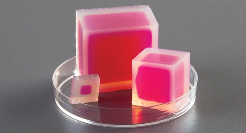 <p>longer, cell size</p>