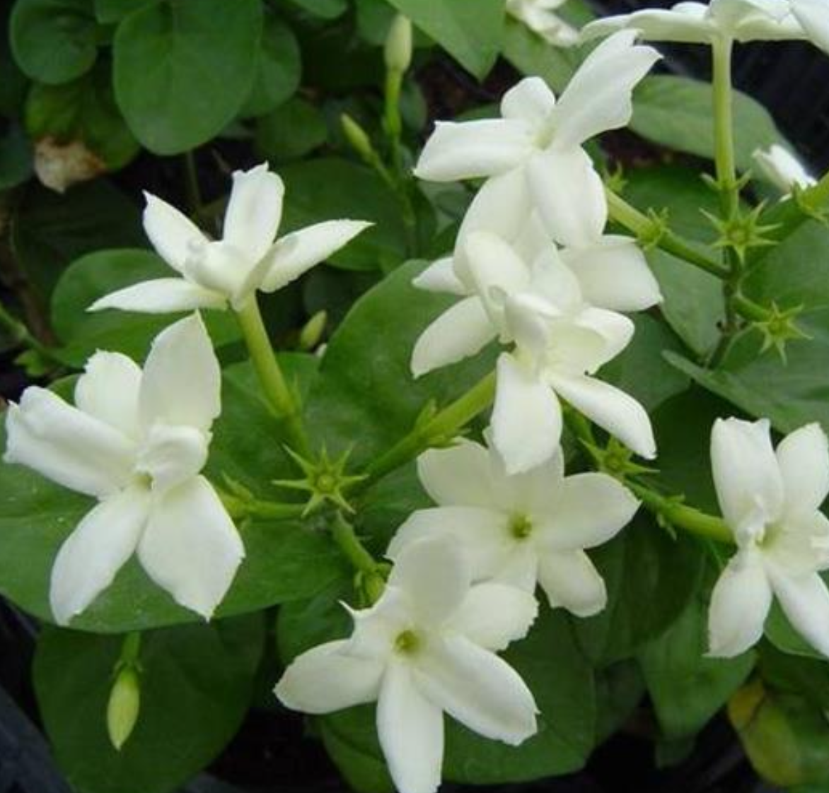 <p>This flower blooms</p><p class="p1">at night and is</p><p class="p2">sweetly fragrant</p><p class="p2">(Arabian tea</p><p class="p1">jasmine, Jasminum</p><p class="p1">sambac). Its</p><p class="p1">pollinator is</p><p class="p2">probably a</p>