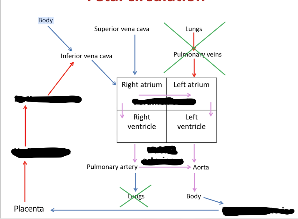 <p>Fetal Circulation</p>
