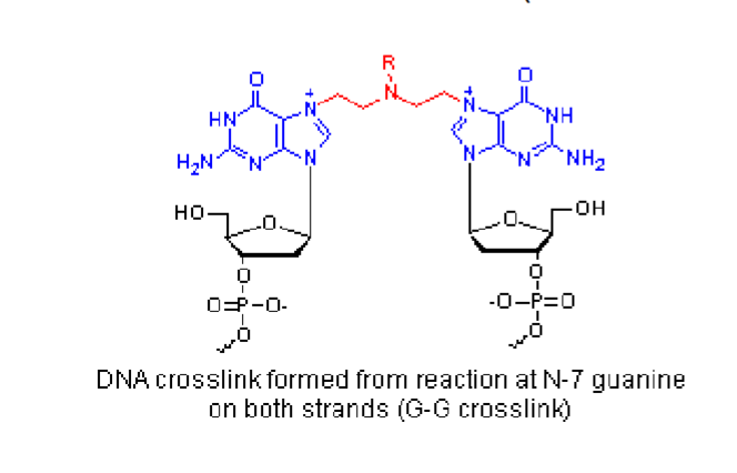 <p>form higly reactive electrophilic intermediates and bind covalently to DNA (esp. N7 guanine)</p><p>bifuncitonal to cross link DNA strands</p>