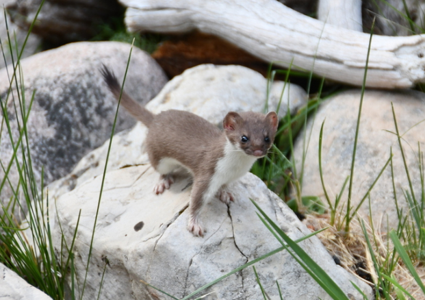 <p>Short-tailed weasel</p>
