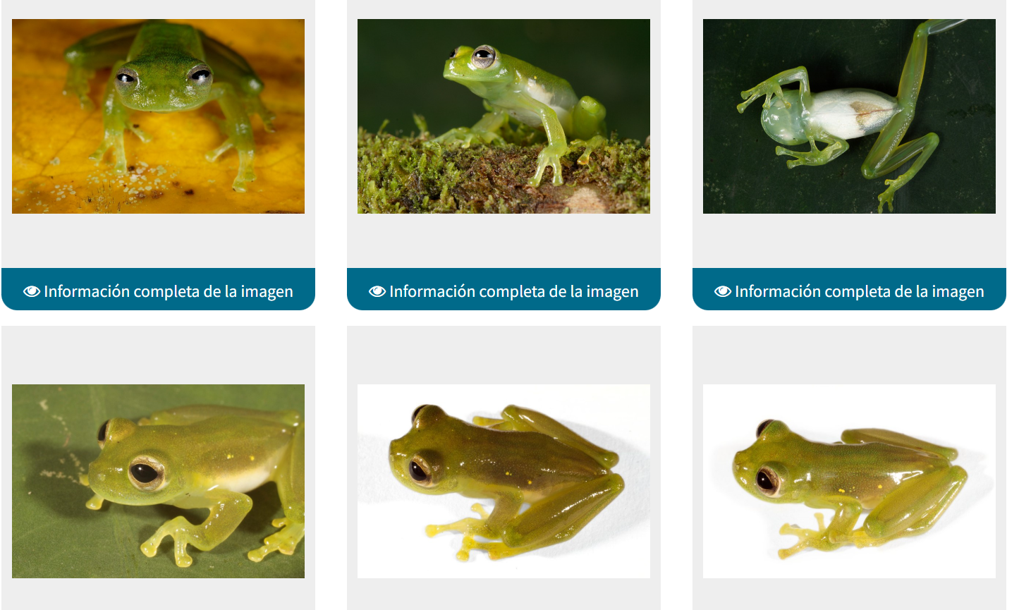 <p>Centrolenidae</p>