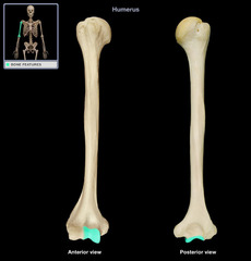 <p>Name this specific part of the humerus.</p>