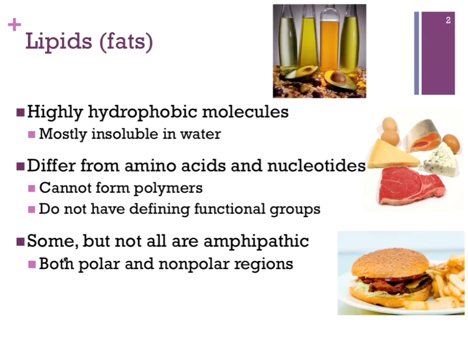 <p>Lipids are insoluble in water due to the hydrophobic effect (Review<strong>: </strong>The <strong>exclusion of nonpolar substances from an aqueous solution</strong> is known as the HYDROPHOBIC EFFECT. <strong>The hydrophobic effect REDUCES the solubility of NONPOLAR molecules because water prefers to hydrogen-bond with itself rather than organize around substances it cannot interact with!!! </strong>Chat: The hydrophobic effect is the <strong>tendency of nonpolar </strong>(“water-fearing”) <strong>molecules or parts of molecules to cluster together in water</strong> rather than mix with it). </p><p>Lipids have NO defining functional groups! </p><p><strong>SOME</strong>!! but not all lipids are <strong>amphipathic</strong> (<strong>both polar and nonpolar regions!!</strong>). </p>