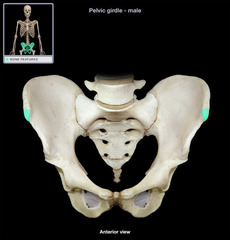 <p>The attachment for the inguinal ligament. Creates a noticeable bump on the two coxa.</p>