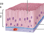 <p>nonciliated pseudo stratified columnar epithelium </p>
