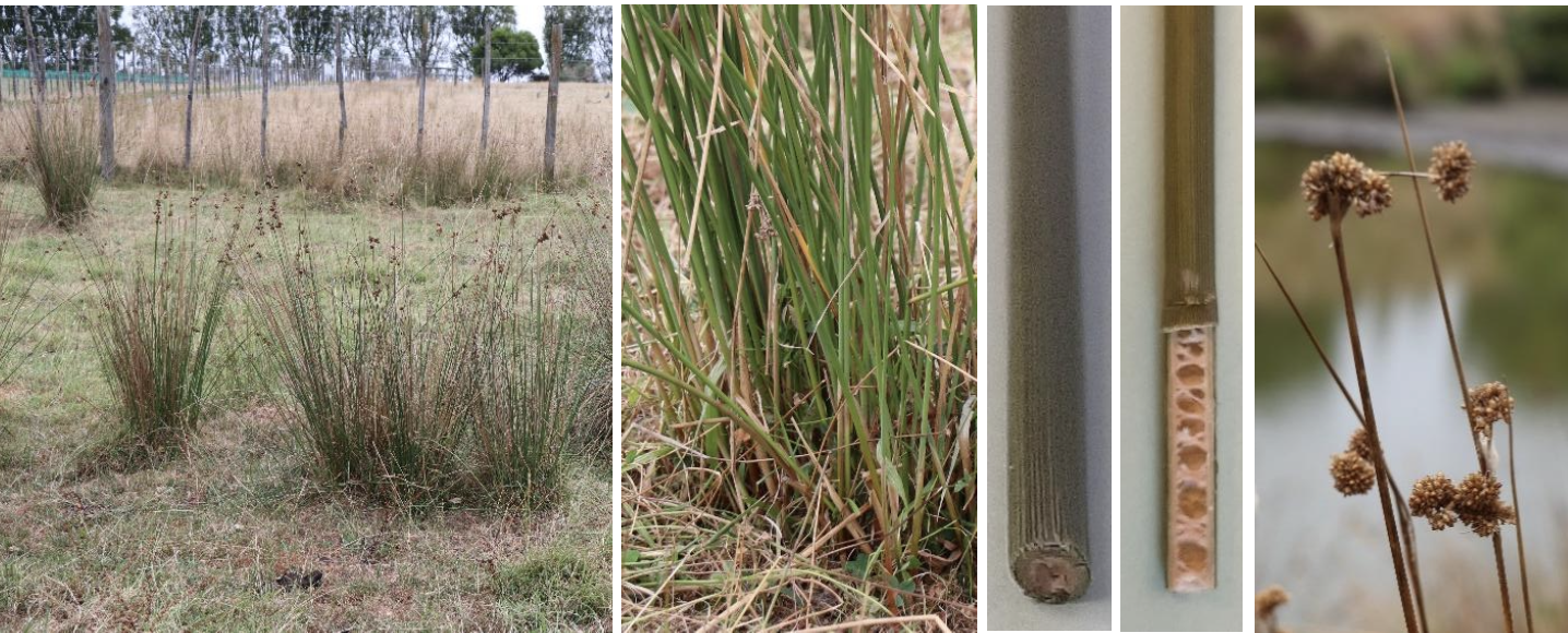 <p><strong>Plant family:</strong> Juncaceae<br><strong>Life cycle:</strong> Perennial<br><strong>Key persistence / spread:</strong> Rhizomes and seed<br><strong>Farming systems:</strong> Wetlands, poorly drained paddocks, riparian areas</p><p><strong> How to identify</strong></p><p>These plants form dense clumps in waterlogged or poorly drained soils and are often found in standing water. Stems are round and solid, not hollow, and lack obvious joints.</p><p>Leaves are reduced or absent, with photosynthesis mainly occurring in the stems. When present, leaves are narrow and cylindrical rather than flat.</p><p>Flowers are small, brown, and inconspicuous, usually appearing on the side of the stem near the top rather than at the tip.</p><p>They are commonly mistaken for grasses, but the round, solid stems and wet‑site preference are key distinguishing features.</p>