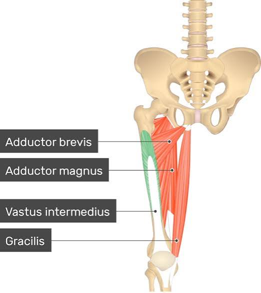 <p>Vastus intermedius</p>