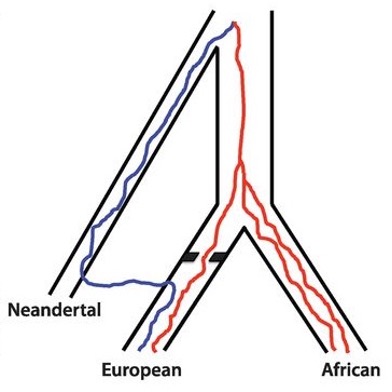 <ul><li><p><em>Large scale assimilation is unlikely but there is an indication of rare hybridization events visible in our genomes (2.5% of euro-Asian human DNA comes from neanderthals, 4.8% of Melanesian genome originates from the Denisova man)</em></p></li><li><p><em>Europen and Neanderthal DNA being similar compared to African must also be due to hybridisation. </em></p></li></ul><p></p>