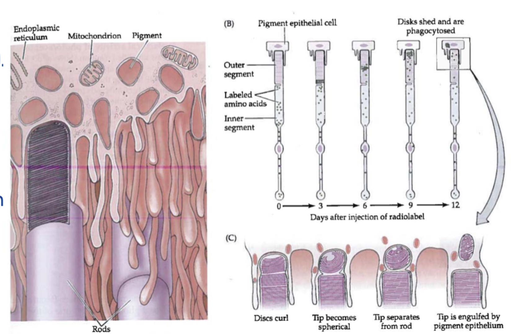 <p>Fordi pigmentepitelet og årehinden kan <strong>forsyne fotoreceptorerne med ilt og næring</strong>, <strong>fjerne affald</strong>, <strong>regenerere synspigmenter</strong> og <strong>løbende fagocytere afsnørede diskskiver</strong> fra fotoreceptorernes ender.</p>