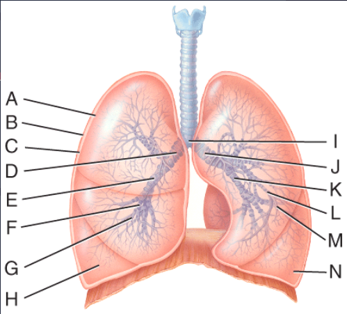 <p>What is line J pointing to?</p><p>a) Right secondary bronchus</p><p>b) Left secondary bronchus </p><p>c) Right main bronchus</p><p>d) Left main bronchus</p><p>e) Carina</p>