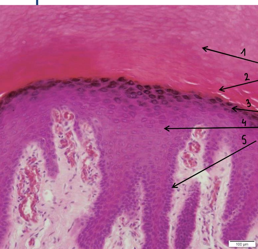 <p>5</p>