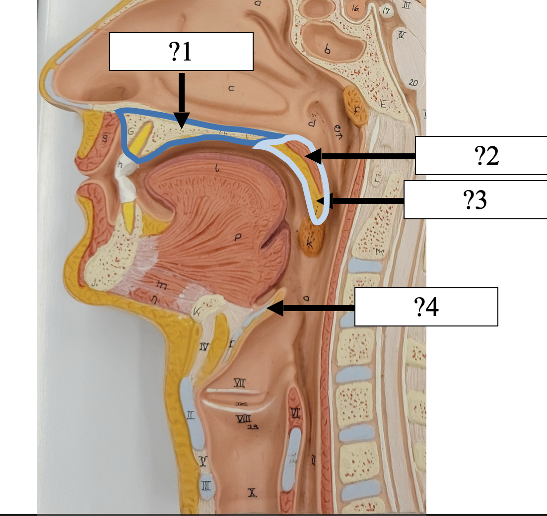 <p>2 Name the tissue?</p>