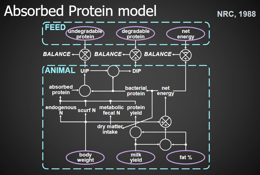 <p><strong>Basic Idea</strong></p><ul><li><p><strong>Absorbed Protein Model</strong> → determines whether the animal receives enough <strong>absorbed protein</strong> and <strong>net energy</strong></p></li><li><p>Developed by <strong>NRC, 1988</strong></p></li><li><p>Uses <strong>BALANCE+</strong> and <strong>BALANCE−</strong> to compare what is supplied by the <strong>FEED</strong> with what the <strong>ANIMAL</strong> requires</p></li></ul><p><strong>FEED</strong></p><p><strong>Protein</strong></p><ul><li><p><strong>Undegradable protein</strong> → protein that is not degraded in the rumen</p></li><li><p><strong>Degradable protein</strong> → protein that is degraded in the rumen</p></li></ul><p><strong>Energy</strong></p><ul><li><p><strong>Net energy</strong></p></li></ul><p>↓</p><p><strong>ANIMAL</strong></p><p><strong>Protein Balance</strong></p><ul><li><p><strong>UIP</strong> → undegradable intake protein</p></li><li><p><strong>DIP</strong> → degradable intake protein</p></li><li><p><strong>Absorbed protein</strong></p></li><li><p><strong>Endogenous N</strong> → nitrogen coming from the animal itself</p></li><li><p><strong>Scurf N</strong> → nitrogen lost from the skin</p></li><li><p><strong>Metabolic fecal N</strong> → nitrogen lost in feces from the animal’s own metabolism</p></li><li><p><strong>Bacterial protein</strong></p></li><li><p><strong>Protein yield</strong></p></li></ul><p><strong>Net Energy Balance</strong></p><ul><li><p><strong>Net energy</strong></p></li><li><p><strong>Dry matter intake</strong></p></li><li><p><strong>Body weight</strong></p></li><li><p><strong>Milk yield</strong></p></li><li><p><strong>Fat %</strong></p></li></ul><p><strong>Key Idea →</strong> <strong>Feed protein + energy → absorbed protein + net energy → animal production</strong></p>