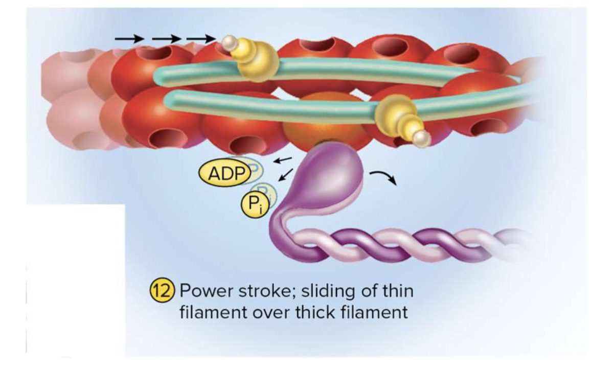 <p><strong>-power shock = muscle shortening </strong></p>