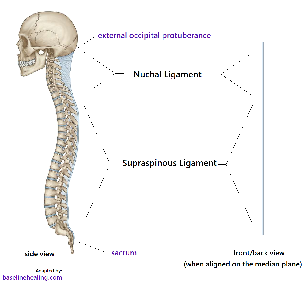 <p>Connects the tips of all spinous processes from C7 to the sacrum</p>