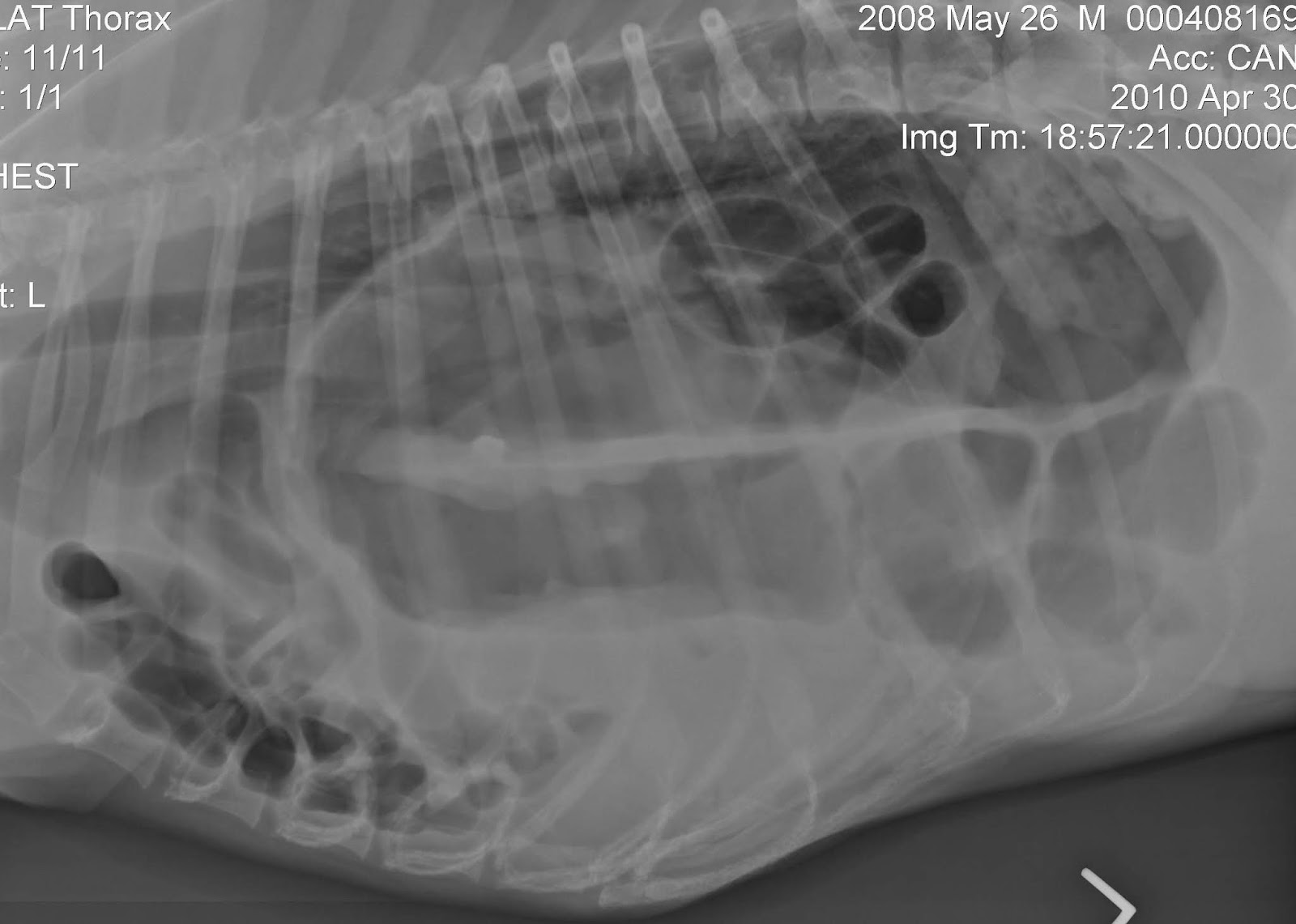 <ul><li><p>Diagnosis</p><ul><li><p>POCUS is diagnostic in 93% of cases</p></li><li><p>Radiographs&nbsp;</p><ul><li><p>Presence of abdominal organs in the chest cavity</p></li><li><p>Loss of visualisation of the diaphragm</p></li></ul></li></ul></li><li><p>Management</p><ul><li><p>Surgery +/- chest drain</p></li></ul></li></ul><p></p>