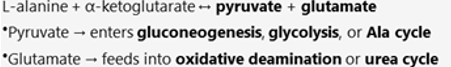 <p>what facilitates the interconversion of alanine and pyruvate- which plays a key role in the <strong>glucose alanine cycle</strong></p>