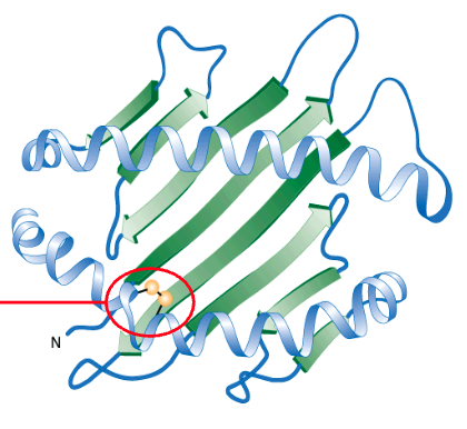 <ul><li><p>corresponds to the arrangement of the secondary structure in 3D space</p></li><li><p>consists of one polypeptide chain which allows for most protein to be biologically active</p></li><li><p>Involves interactions between AA side chains (near or far); ex. disulfide bonds can form between cysteine AAs</p></li><li><p>Hydrophobic AAs tend to be placed towards the centre of a protein to help ensure that the protein is water soluble</p></li></ul><p></p>