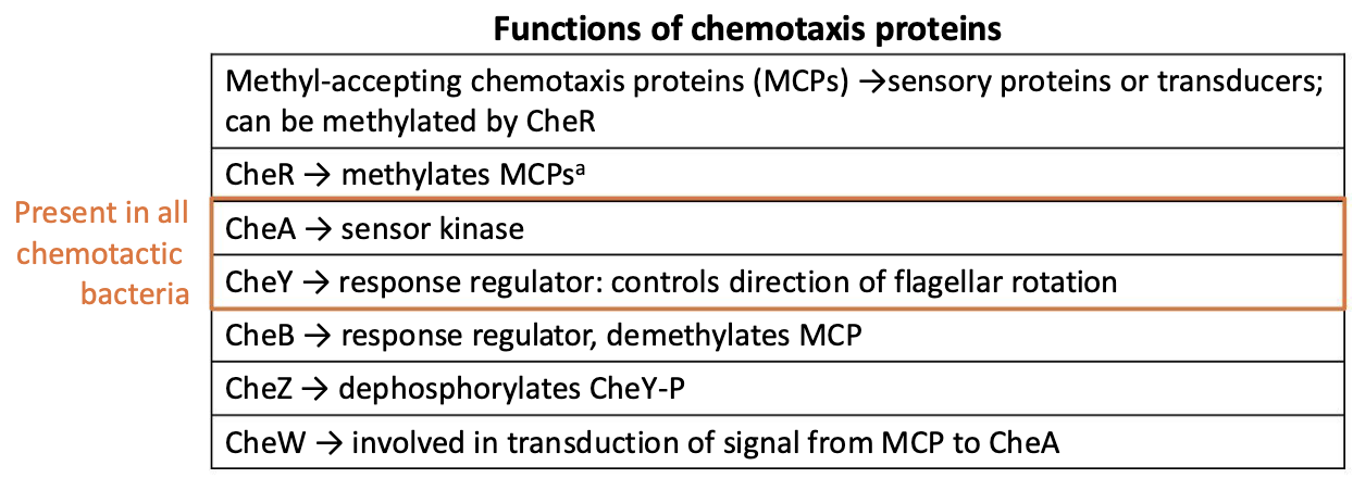 <p><strong>Che proteins </strong>= Two-component regulatory systems</p><ul><li><p><strong><em>CheA </em></strong>works as the sensor kinase, becoming phosphorylated.</p></li><li><p><strong><em>CheA </em></strong>then phosphorylates <strong><em>CheY </em></strong>(the RR protein).</p><ul><li><p>However, the <strong><em>phosphorylated RR proteins do not bind DNA</em></strong>; they bind to the flagellar motor, changing its activity</p></li></ul></li></ul><p></p>