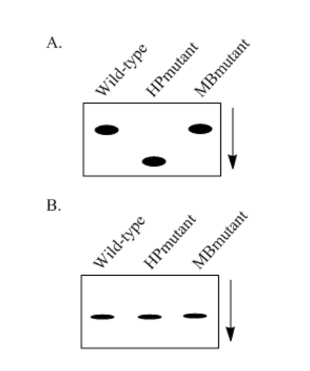 <p>Based on the results shown in Figure 2, what effect does mutation have on M1 mRNA?</p><p>A. The folded structures of wild-type and MBmutant M1 mRNA are similar, but the structure of HPmutant M1 mRNA is less compact.</p><p>B. The folded structures of wild-type and MBmutant M1 mRNA are similar, but the structure of HPmutant M1 mRNA is more compact.</p><p>C. Wild-type and MBmutant M1 mRNA have the same number of base pairs, but HPmutant M1 mRNA has fewer base pairs.</p><p>D. Wild-type and MBmutant M1 mRNA have the same number of base pairs, but HPmutant M1 mRNA has more base pairs</p>