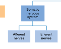 <p>A division of the Peripheral Nervous System (PNS) that interacts with the <strong>external environment.</strong></p>