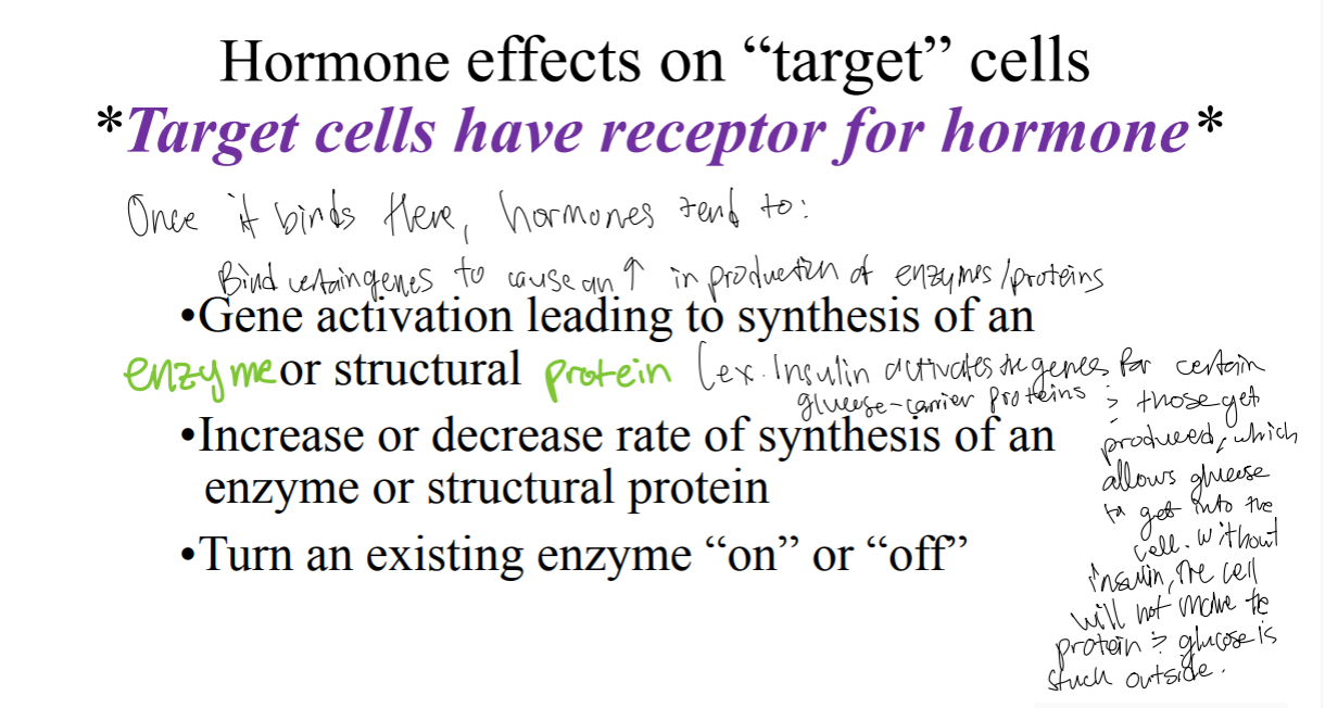 <p>Once hormones bind to the target cell’s receptor for that hormone, what do the hormones tend to do?</p>