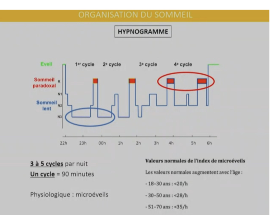 <ul><li><p>se fait avec un hypnogramme qui passe par différents cycles: 3 à 5 cycle par nuit et un cycle dure entre 90-120 min.</p></li><li><p>Les cycles diffèrent quand on est enfant, on dort plus, les cycles sont plus courts et les micro réveil plus fréquents qui peuvent aller jusqu’à 10 par heure</p></li></ul><ul><li><p>Les micros réveils chez l’adulte sont variables en fonction de l’âge</p></li></ul><ul><li><p>Ici sur le graphique qui enregistre une nuit de sommeil :</p><ul><li><p>N1 : sommeil lent/léger : activité du cerveau se ralentit</p></li><li><p>N2 : sommeil Lens/léger : se ralentit encore plus</p></li><li><p>N3 : sommeil lent/profond</p></li><li><p>Puis sommeil paradoxal</p></li><li><p>Enfin le patient doit s’endormir</p></li></ul></li><li><p>normalement on doit s’endormir en sommeil lent et progressivement on a moins de sommeil lent en deuxième partie de nuit pour avoir plus de sommeil paradoxal</p></li></ul><p></p>