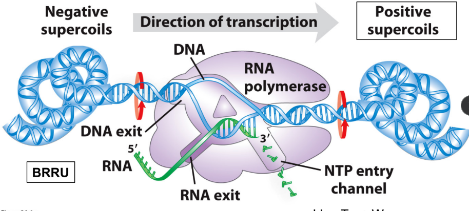 <ul><li><p>As RNA polymerase moves along DNA, it generates <strong>torsional stress</strong>:</p><ul><li><p><strong>Positive supercoils</strong> form <strong>ahead</strong> of the polymerase (direction of transcription)</p></li><li><p><strong>Negative supercoils</strong> form <strong>behind</strong> the polymerase</p></li></ul></li><li><p>This happens because RNA polymerase must <strong>locally unwind DNA</strong> to access the template strand, but the DNA ends are fixed/constrained, so the unwinding twist gets pushed into supercoiling elsewhere</p></li></ul><p></p>
