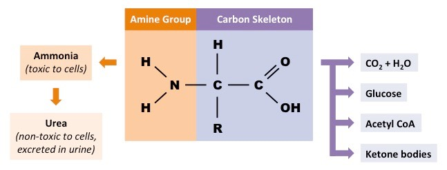 <p>The division of an amino acid is central to understanding nitrogen metabolism because each component follows a completely different metabolic fate.</p><p></p><p>What is the amino group </p>