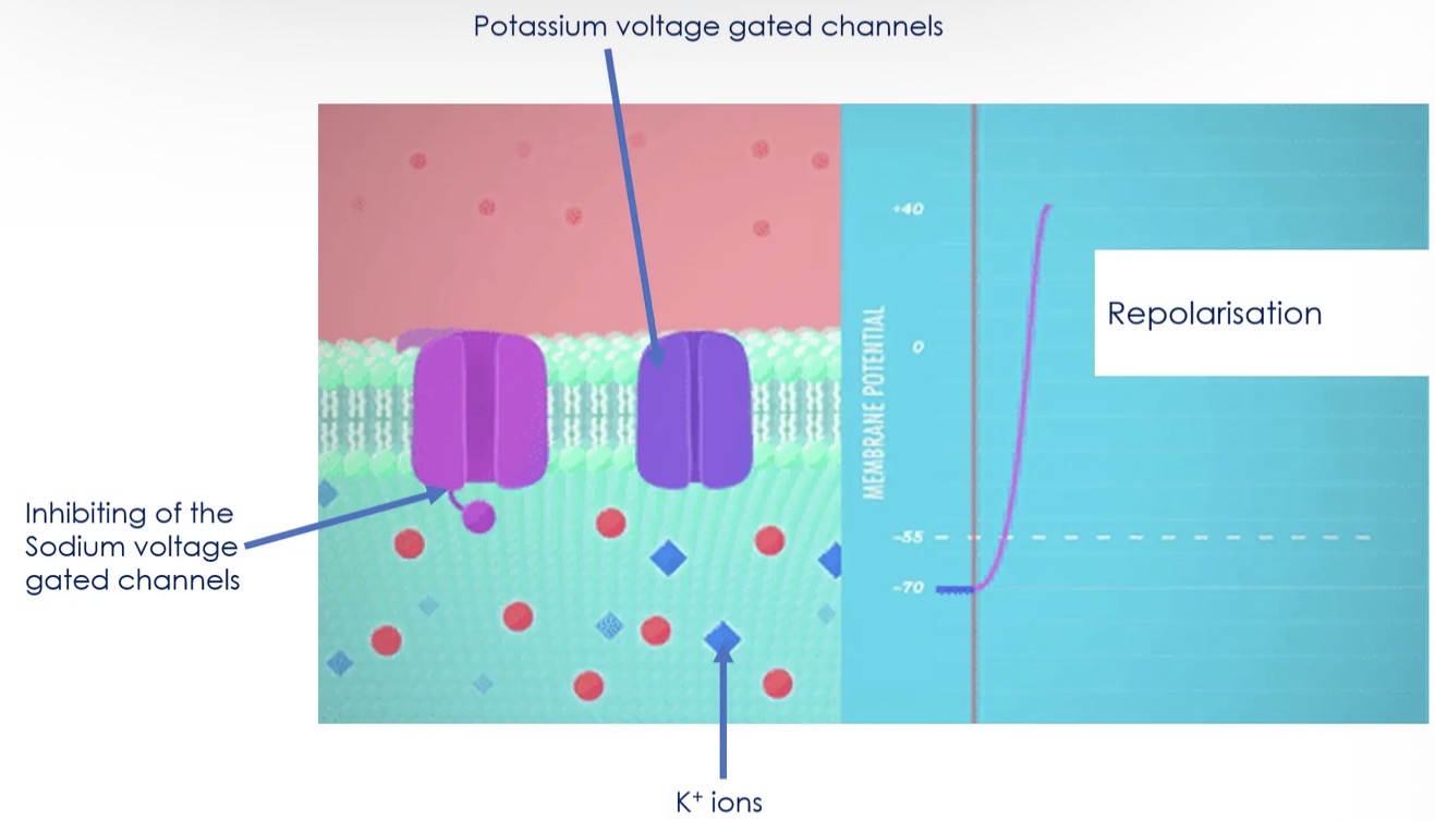 <ul><li><p>At the peak of the action potential the voltage gated Nat ions channels will be inhibited - stopping Nat ions from entering the cell. </p></li><li><p>K+ voltage gated channels will open and Kt ions will rush out of the cell. </p></li><li><p>This begin the reversal of charges as the cell membrane is repolarised again.</p></li></ul><p></p>