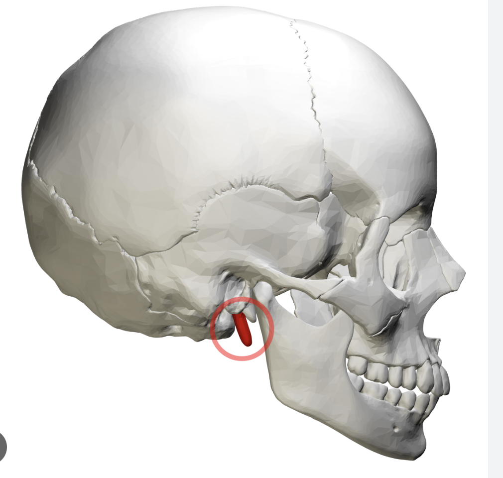 <p>attachment for muscles of the tongue and hyoid</p>
