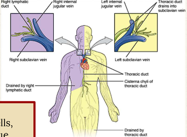 <ul><li><p>Lateral breast tissue</p></li><li><p><span style="color: red;">Right axillar nodes</span> → right lymphatic duct →right internal jugular vein</p></li><li><p><span style="color: red;">Left axillary nodes </span>→ thoracic duct → subclavian vein </p></li></ul><p></p>