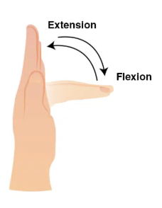 <p>Extension of digits II-V’</p><p></p>