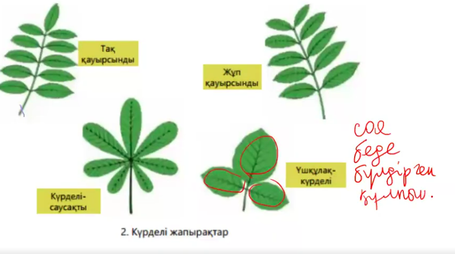 <p>Үшқұлақ күрделі-соя,беде,бүлдірген,құлпынай</p><p>Күрделі-саусақ:талшын</p><p>Тақ қауырсынды:итмұрын,шаған</p><p>жұп қауырсынды:акация және бұршақ</p>