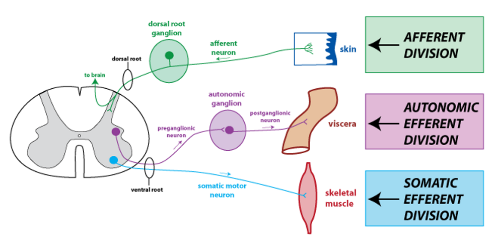 Division into sensory (afferent) and motor (efferent) systems.
