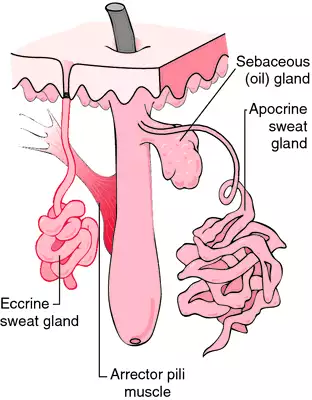 <p>Eccrine (Merocrine)</p>
