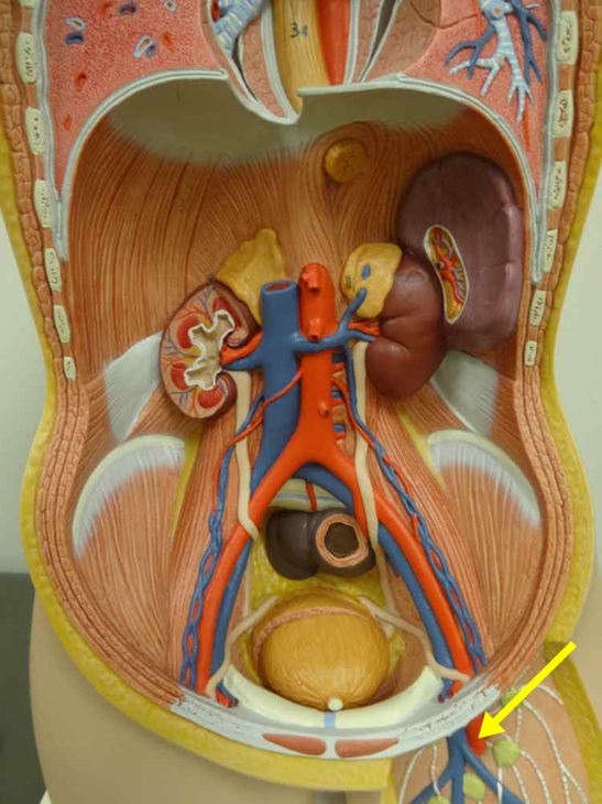 <p>Name the structure</p>